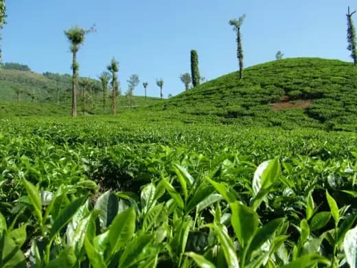 3-Day Luxury Hill Country & Tea Estate Tour