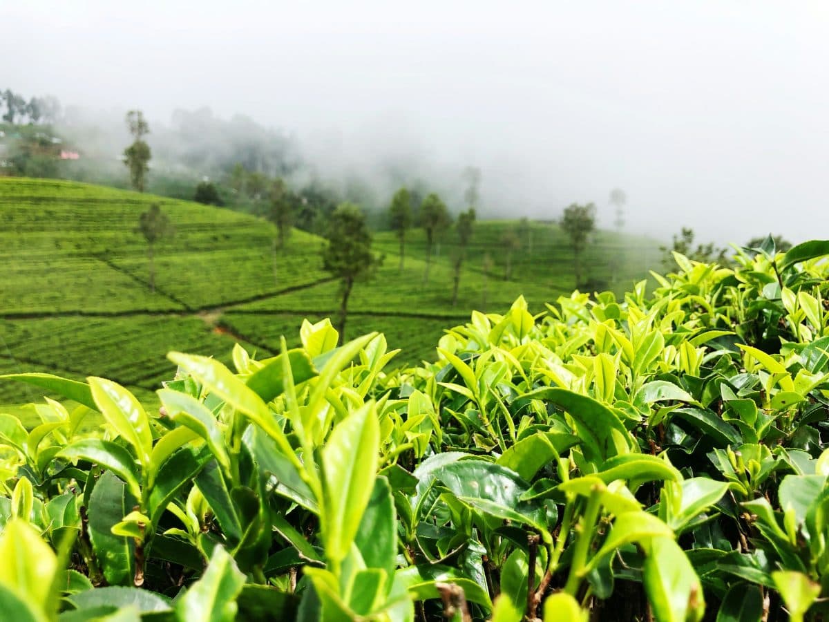 Nuwara Eliya "Little England" & Tea Factory Day Trip